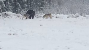 состязания по медведю  1 часть