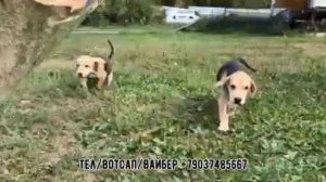 Щенки русской гончей. Охота