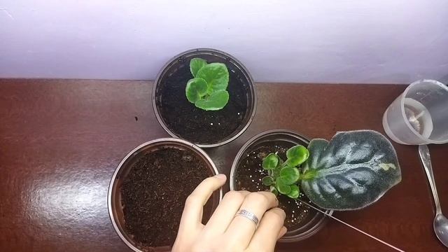 КО ПЕТУШОК ЗОЛОТОЙ ГРЕБЕШОК ОТ ЛИСТА ☘️ ДО ЦВЕТЕНИЯ ? смотреть онлайн