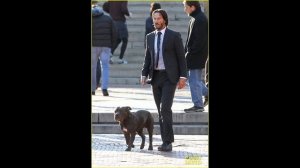 Джон Уик: породы собак из 1, 2 и 3 части