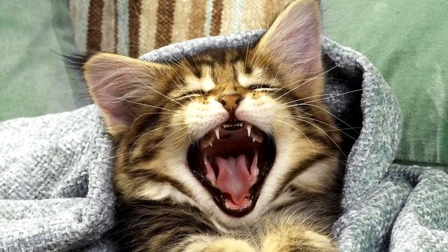 Полезные советы Лайфхаки на все случаи жизни смотреть онлайн