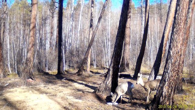 Косуля на солонце, видео с фотоловушки смотреть онлайн