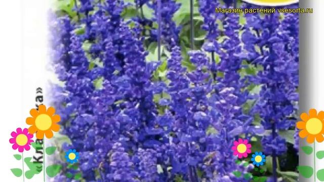 Сальвия обыкновенная РИО. Краткий обзор, описание характеристик, где купить семена salvia farinacea смотреть онлайн