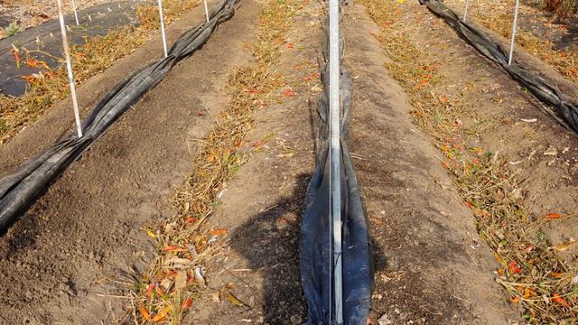 Key to perfect N, P, K, Ca fertilization design.[Multi-language subtitles] смотреть онлайн