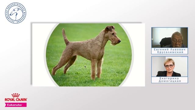 Особенности судейства десяти групп пород FCI Группа III (ч.2) | «Ответственное собаководство онлайн