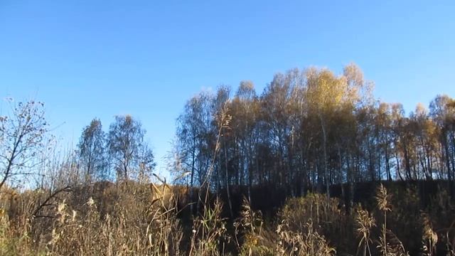 Светотени рощи! смотреть онлайн