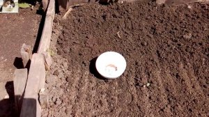 Как и когда сажать Дайкон в открытый грунт семенами весной