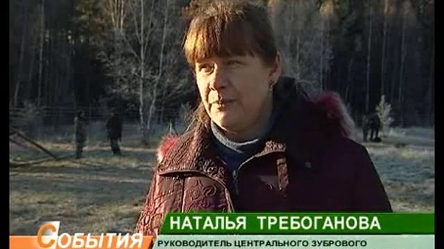 Зубры в Брянске 26_10_11 смотреть онлайн