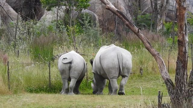 サバンナエリアのミナミシロサイ Southern white rhinoceros 2020 0615 смотреть онлайн