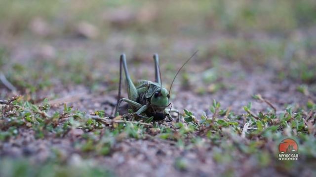 Видео о природе : питание кузнечика смотреть онлайн