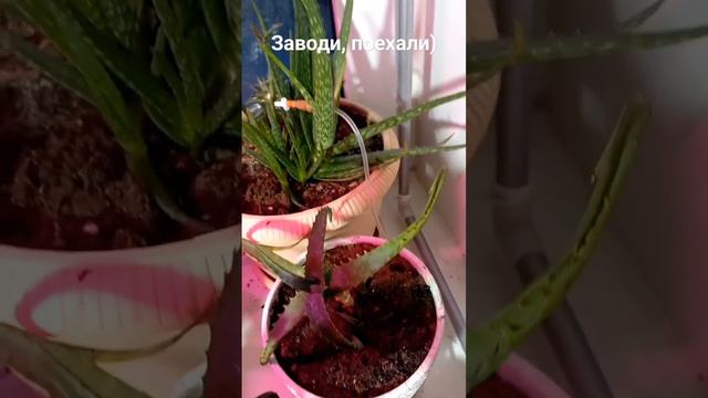 Заводи, поехали! Капельный полив Алоэ Вера. Start up, let's go! Drip irrigation Aloe Vera. смотреть онлайн