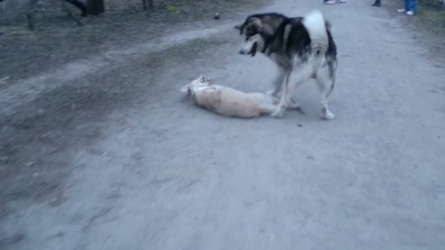 Malamute vs Labrador смотреть онлайн