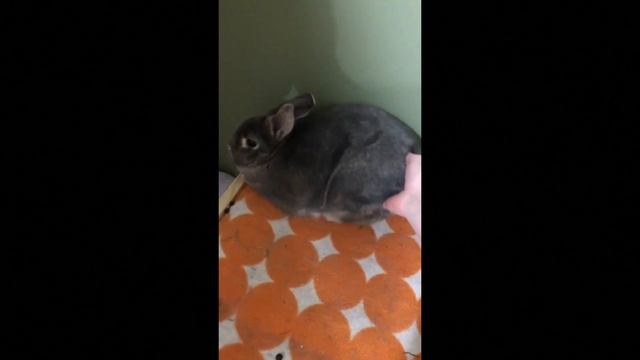 ALL ABOUT BUNNY BEHAVIOR ? смотреть онлайн