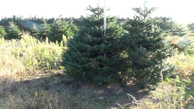 Пихта Нордмана (срубленная новогодняя пихта)  22244