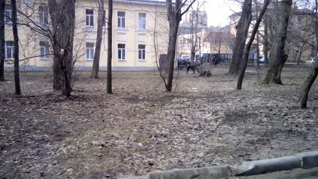 Гигантский ПЕС!!! Секретное видео! смотреть онлайн