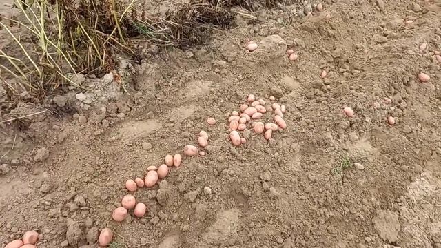 Урожай картофеля из миниклубней. Сорт Люкс. смотреть онлайн