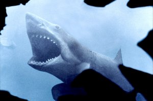 Монстры глубин: лучшие фильмы про акул