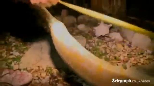 Florida man finds 13 foot albino python in his shed 2 смотреть онлайн