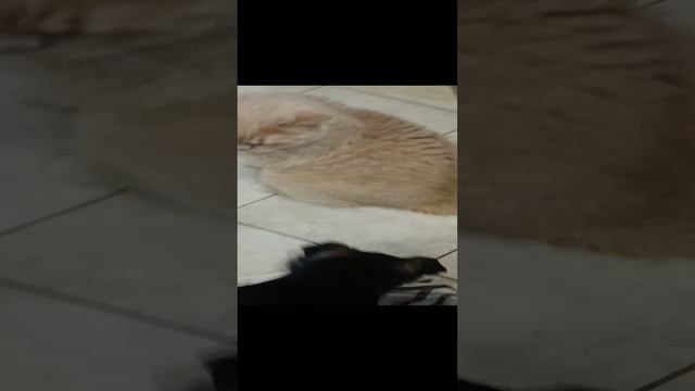 Давай выходи на бой))) смотреть онлайн