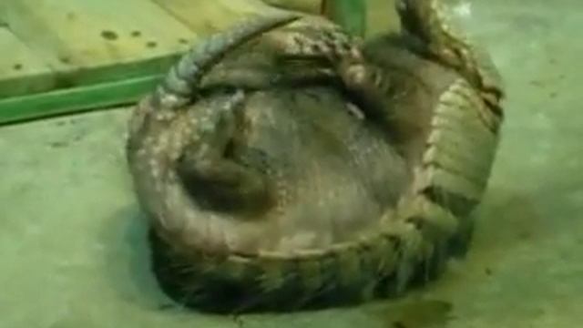 Armadillo дохлый броненосец смотреть онлайн