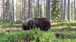 Драка медведей в лесах Финляндии