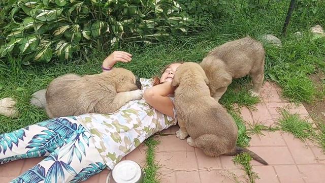 Питомник Мадридский Двор. Щенки испанского мастифа 1,5 мес. Помет О2 💕🐾 смотреть онлайн