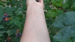 Черная малина Блэк Джевел, урожайная красота!