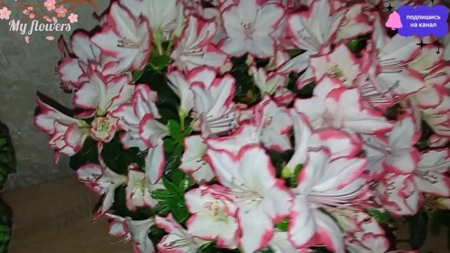 Уход за Азалией после покупки.