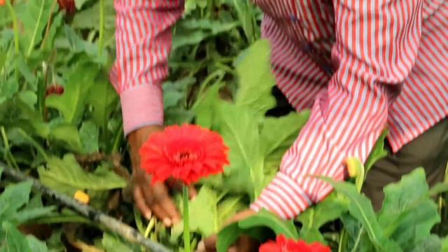 Gerbera Cultivation смотреть онлайн