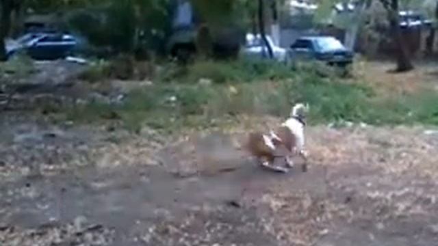 Батлер и Тарзанка.mp4 смотреть онлайн