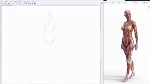 КАК Легче ВЫУЧИТЬ АНАТОМИЮ Художнику // Анатомия для художников // Как  рисовать