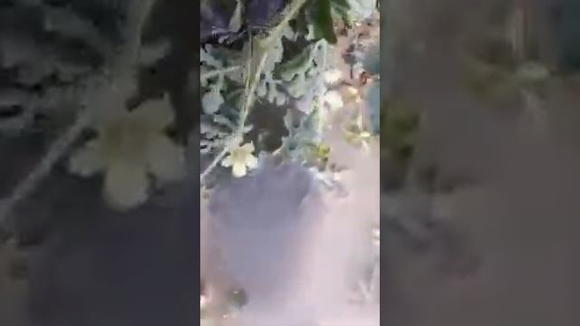 ДАГЕСТАН - ШОКИРУЮЩЕЕ ВИДЕО - НА ЧТО СПОСОБНА ПОЛЕВАЯ МЫШЬ! смотреть онлайн