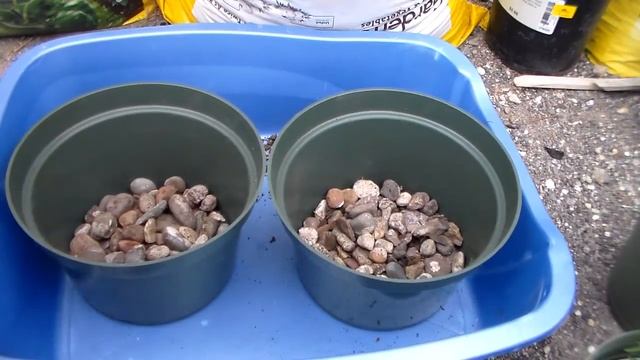 Сажаю лаванду и розмарин в горшочки. LavanderAndRosemary смотреть онлайн