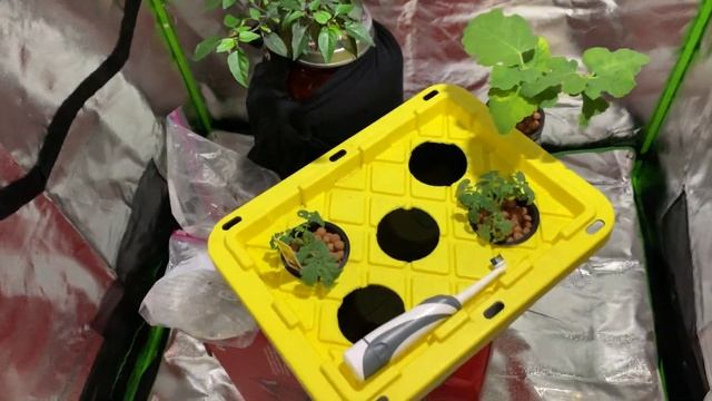 Purple Cayenne Pepper and Patio Tomato Update 1 - Hydroponic Kratky Method смотреть онлайн