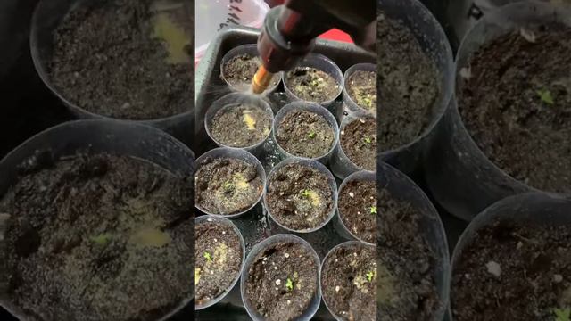 Эустома 🌺🌺☝️распикировала