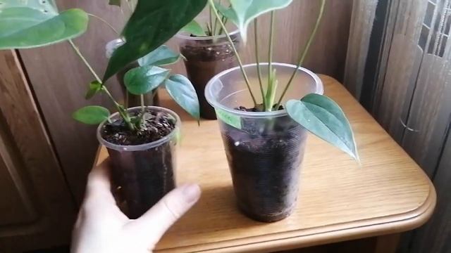 Отростки сортовых антуриумов/красивые сорта антуриумов/детский сад антуриумов смотреть онлайн