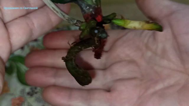 Орхидея после реанимации. Посадка в грунт. смотреть онлайн