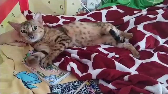 Бенгалка Багира