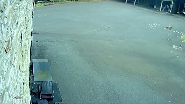 Охота лисы на курицу смотреть онлайн