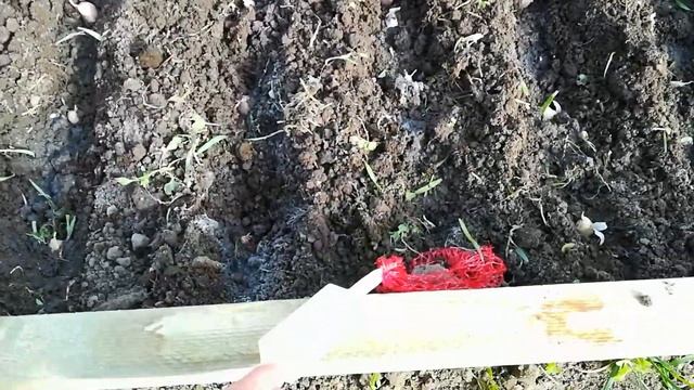 Посадка чеснока Любаша, Скиф, Добрыня 06.10.2021. #8 смотреть онлайн