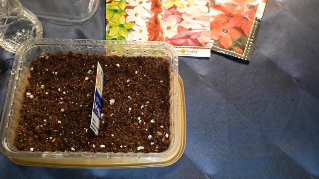 ПОСЕВ СЕМЯН ДУШИСТОГО ТАБАКА