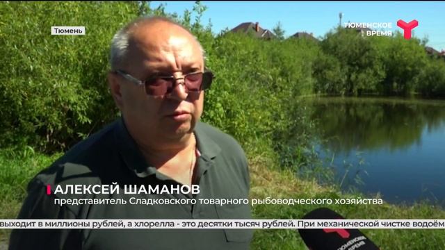 В тюменский пруд Садовый добавили хлореллу смотреть онлайн