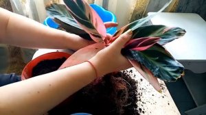 Комнатные растения .Строманта. Пересадка и деление Строманты.#комнатныецветы#домашниецветы