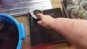 Нижний полив томатов предотвращает  заболевания рассады. Не происходит уплотнение почвенного слоя .