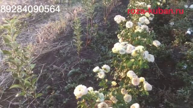 Роза Каталина смотреть онлайн