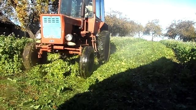 Лучшее полезное удобрение для почвы!!! Трактор Т 25 измельчение редьки масличной под запашку!!! смотреть онлайн