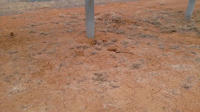 суслик прячется смотреть онлайн