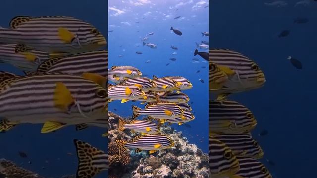 Fabulous inhabitants of the Indian Ocean.#nature #viral #adorable смотреть онлайн