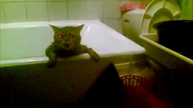 "Кошачий звонок" смотреть онлайн