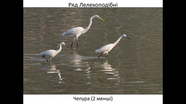 7 клас  24 Різноманітність птахів